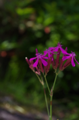 庭の花