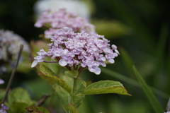 庭の紫陽花