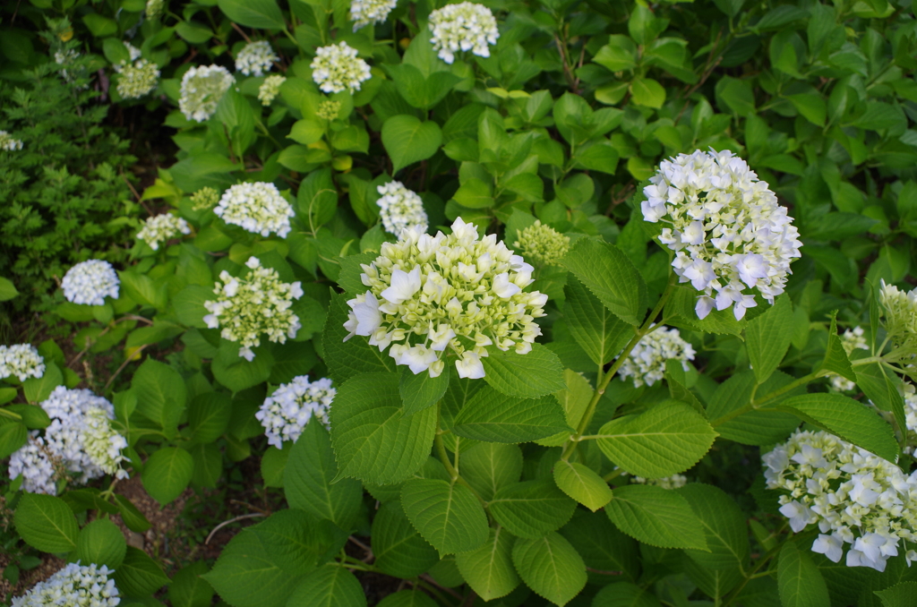 動物園の紫陽花