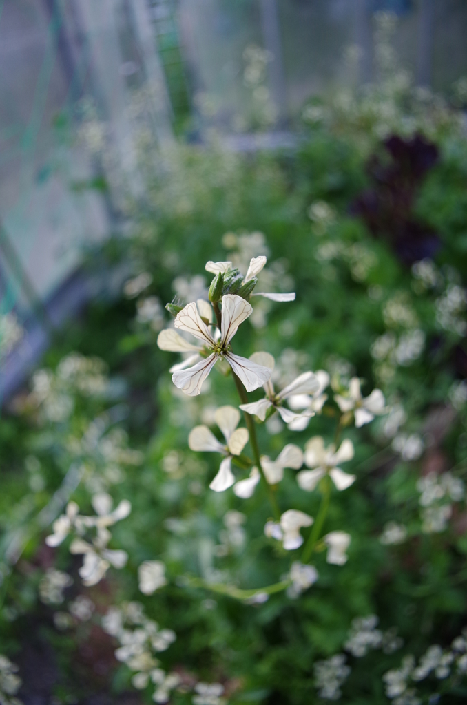 畑の花