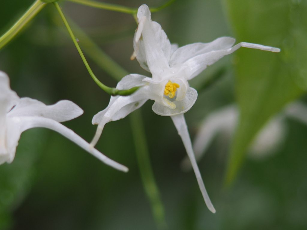 庭の花