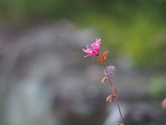 庭の紅花常磐満作 ～何故か一輪だけ咲いてた～