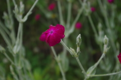 庭の花