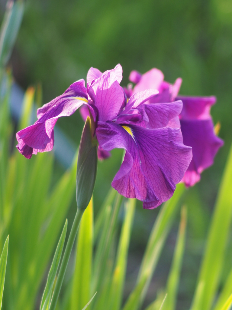 庭の菖蒲