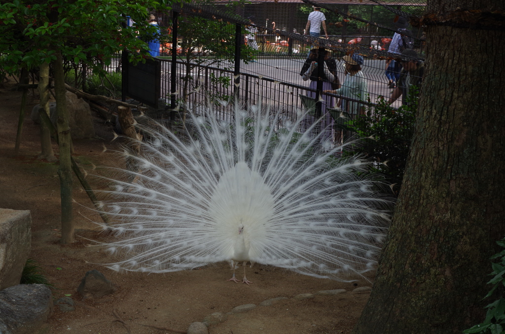 動物園の孔雀