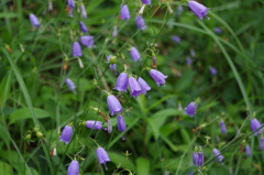 山で見つけた花