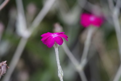 庭の花