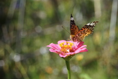 庭の蝶