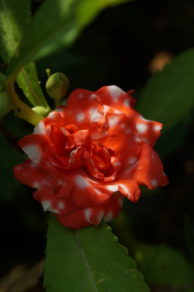 庭の鳳仙花