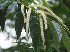 山で見つけた栗の花