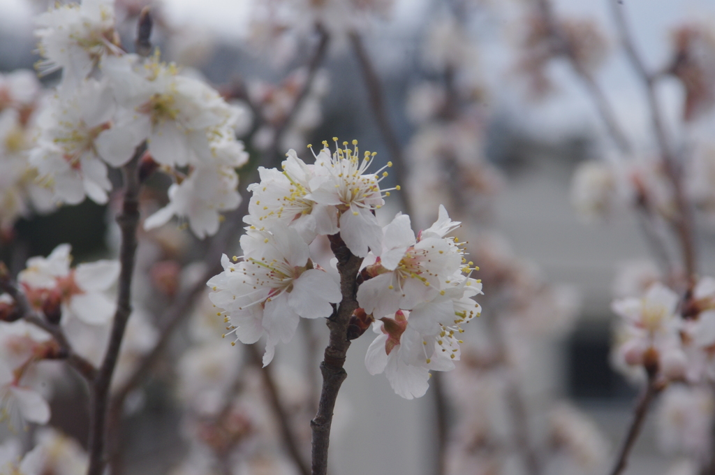 庭の実桜