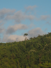 山の樹