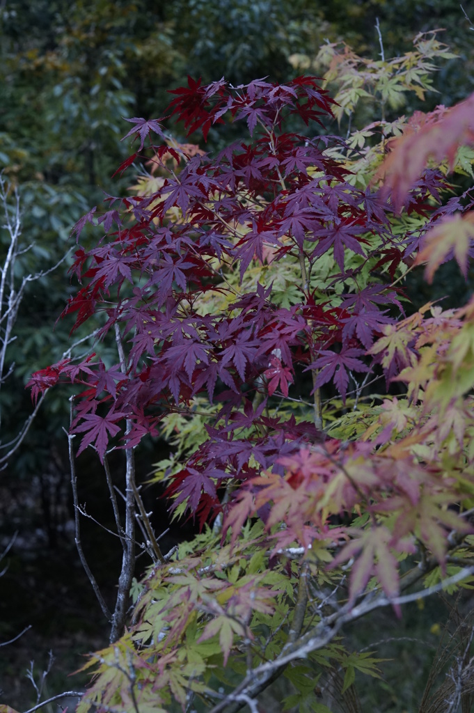 渓谷の紅葉