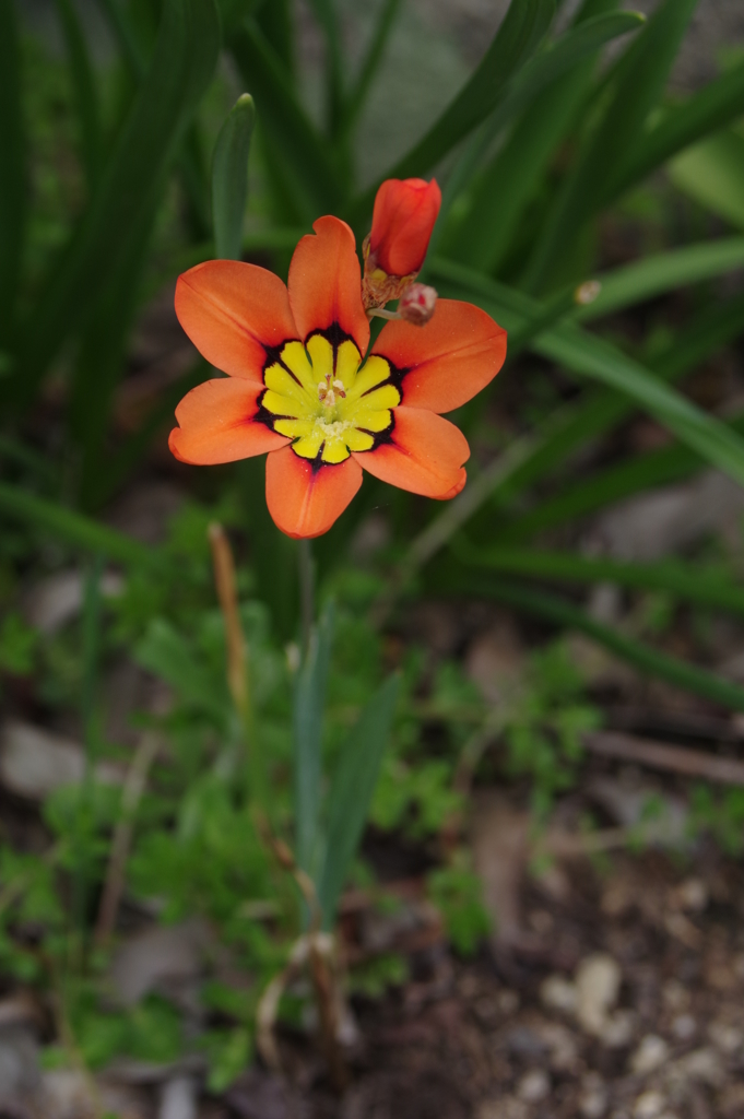 庭の花