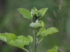 畑の野菜