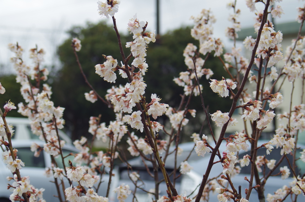 庭の実桜