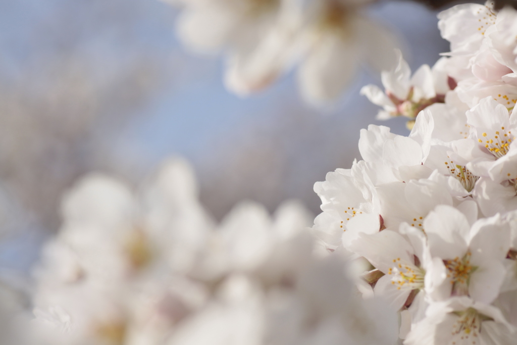 川沿の桜