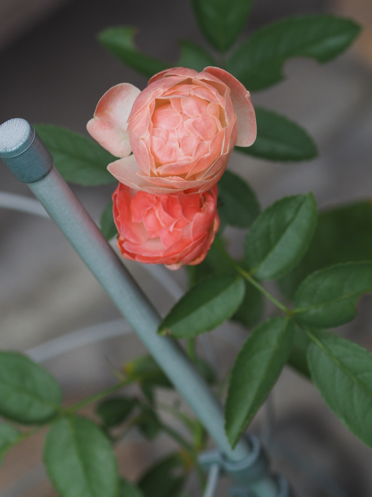 庭の薔薇