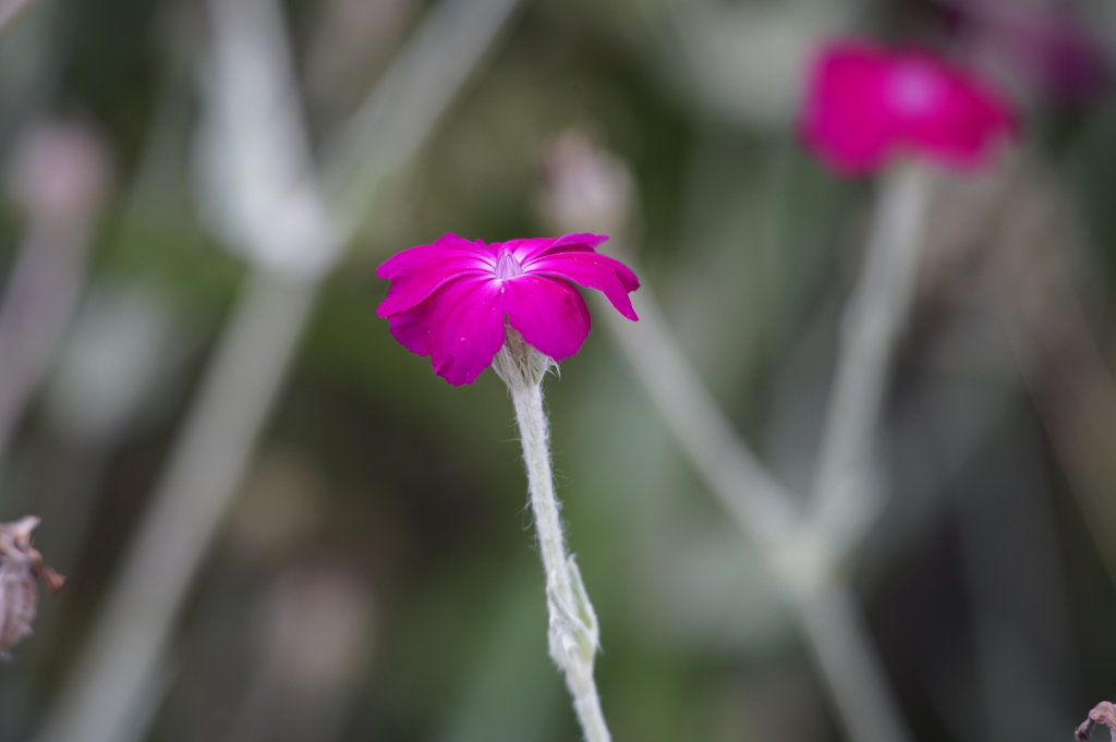 庭の花