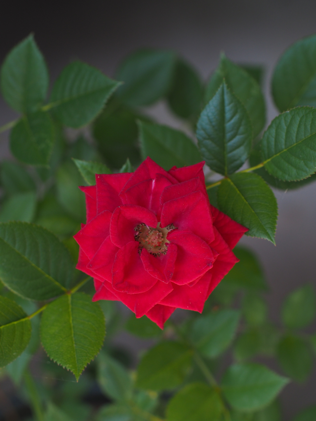 庭の薔薇