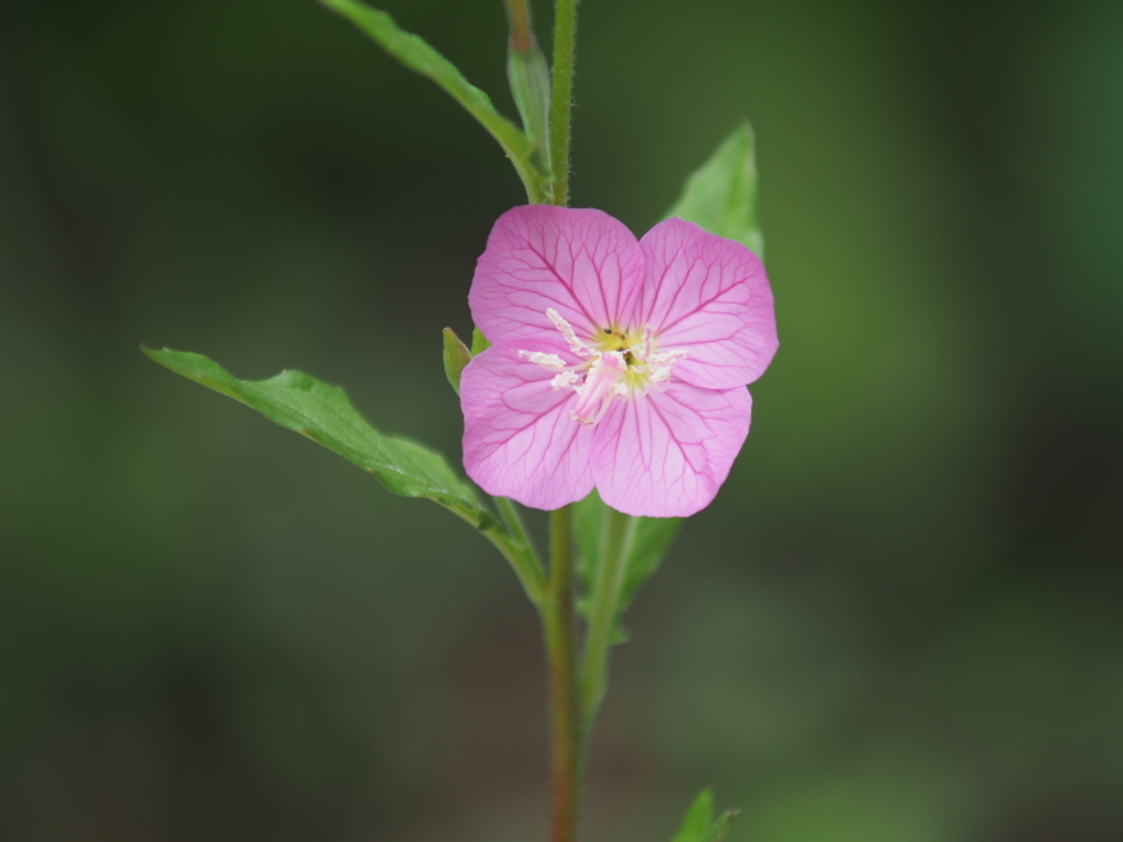 庭の花