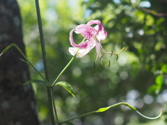 庭の百合