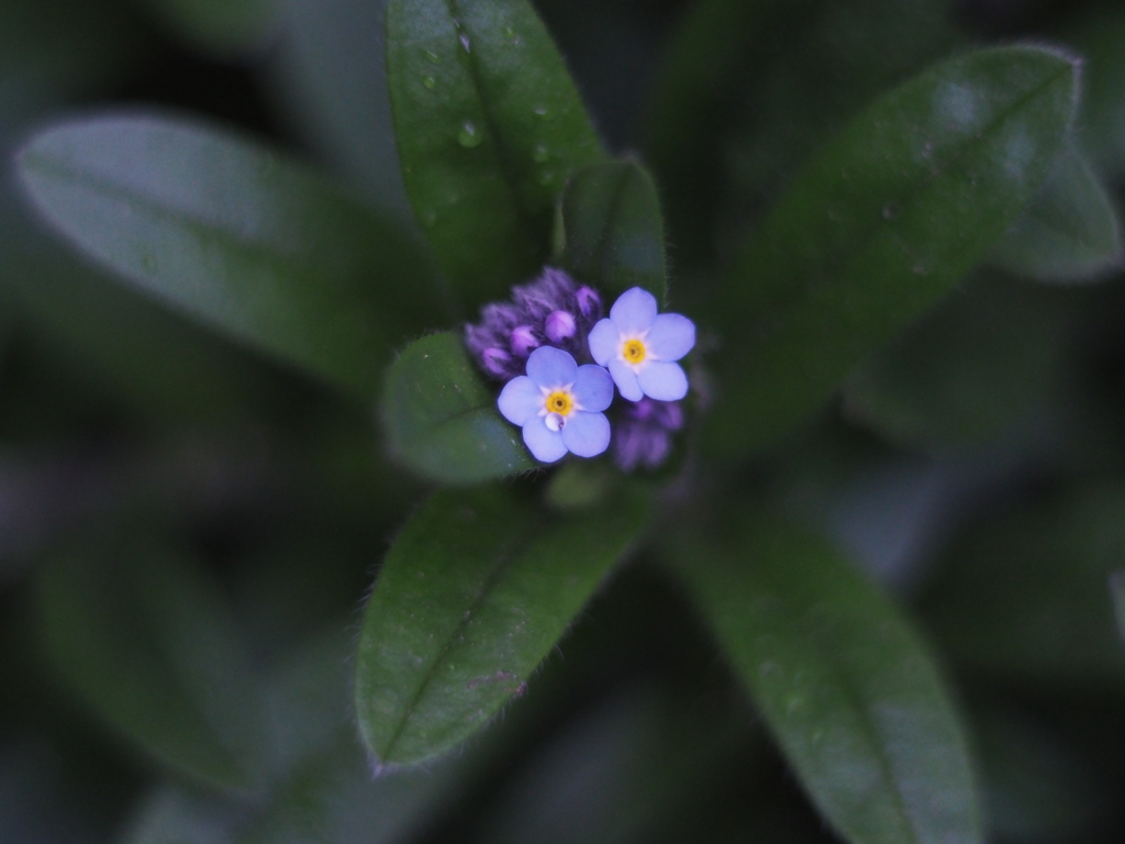 庭の勿忘草