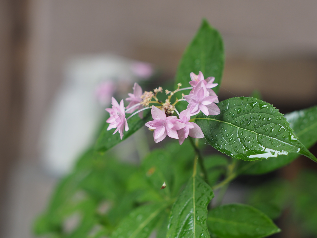 庭の花