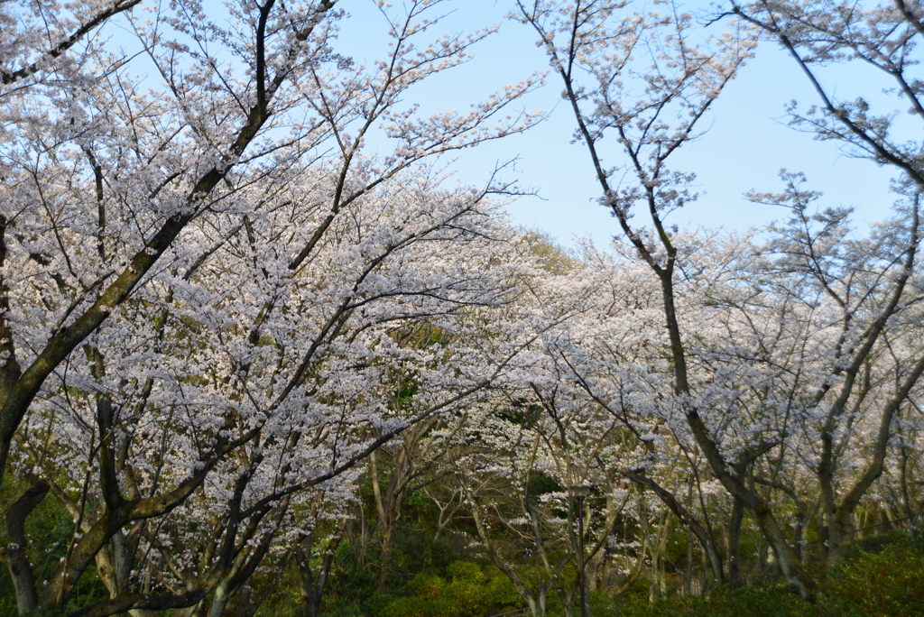 桜のゲート