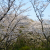 桜のゲート