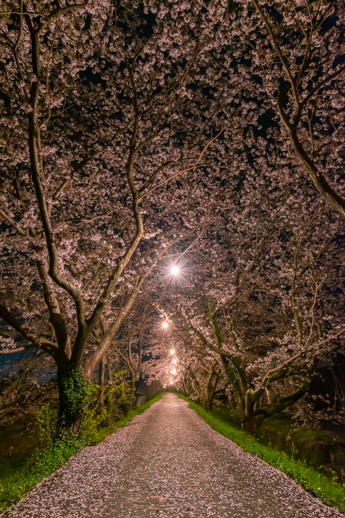 桜道