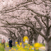 福岡県筑前町草場川沿い