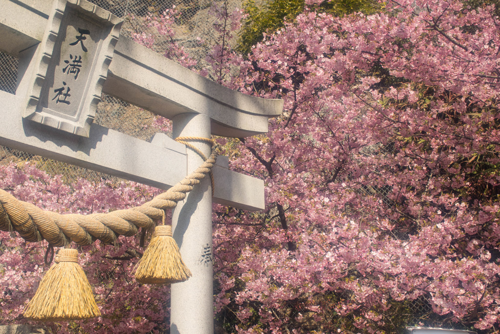 大分県津久見市河津桜