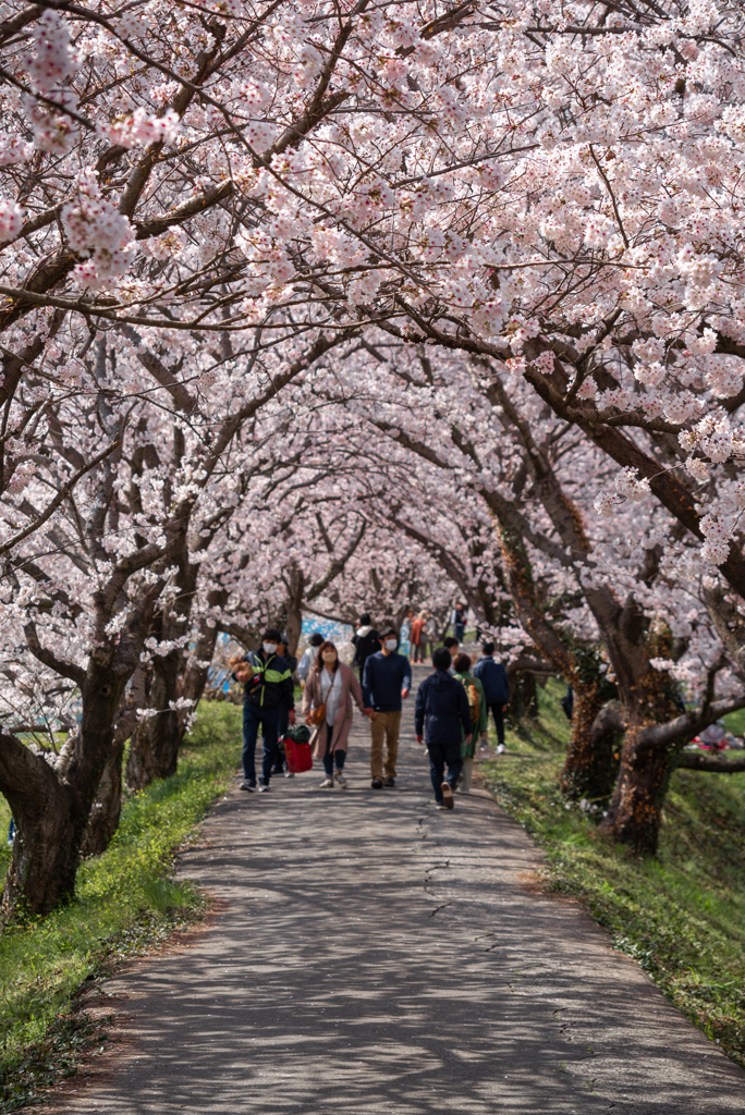 福岡県筑前町　草場川の桜並木