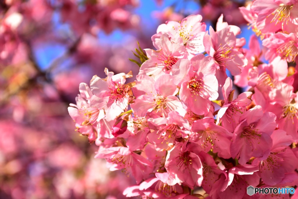 河津桜