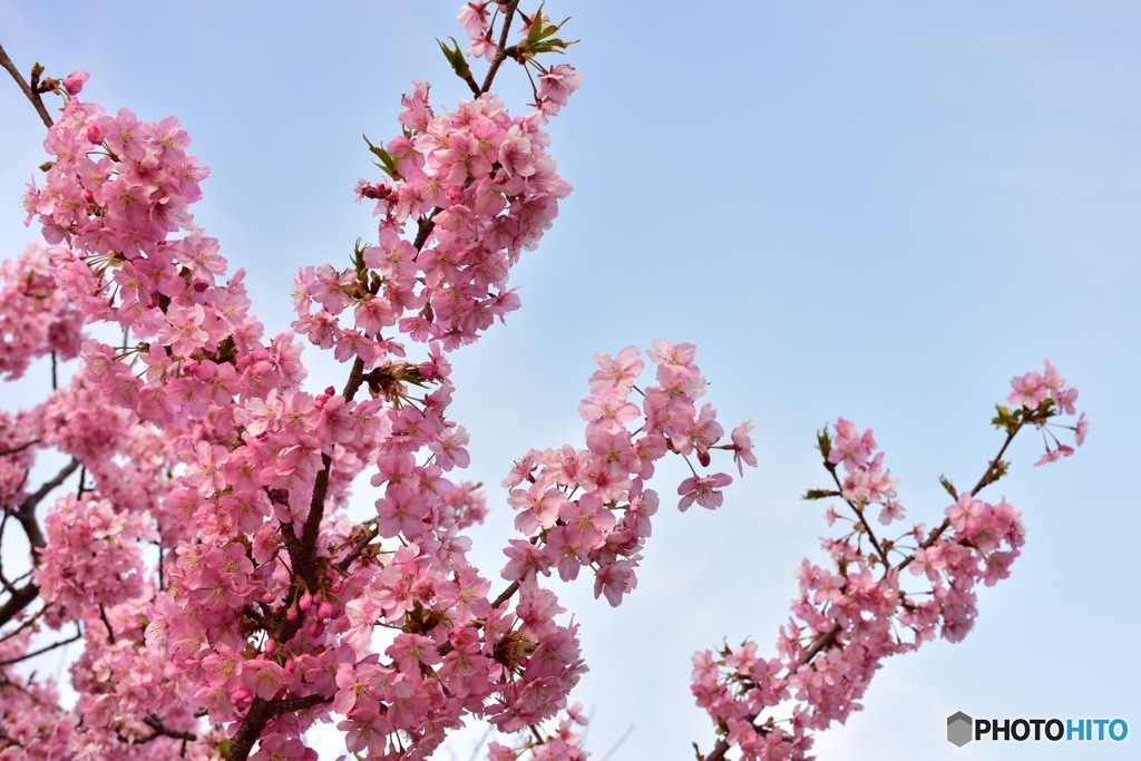 河津桜