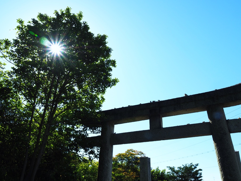 初夏の朝陽