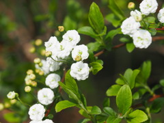 小さな花