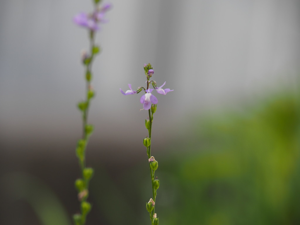 義父のもう一輪の小花
