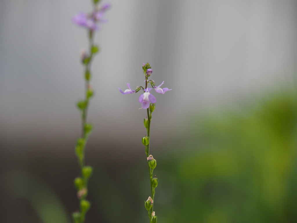 義父のもう一輪の小花