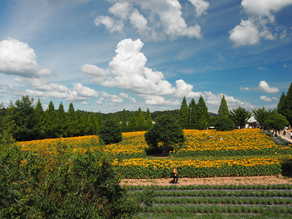 展望台からの眺め