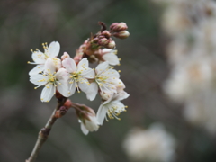 義父の残した桜