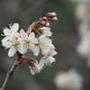 義父の残した桜