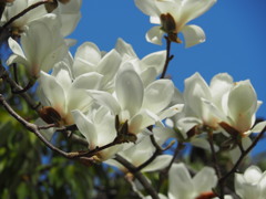 鏡山の花たち コブシの花