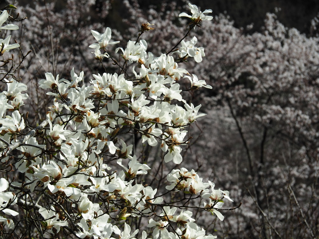 鏡山の花たち コブシ
