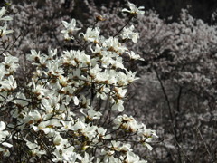 鏡山の花たち コブシ