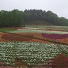 雨のチューリップ