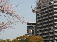 折り鶴タワーと桜