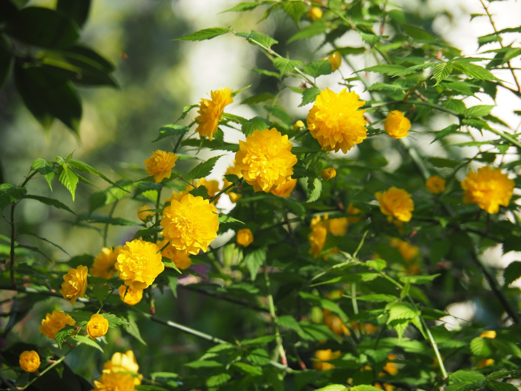 雨上がり　朝陽を浴びる小さな花 〜八重咲きのヤマブキ〜