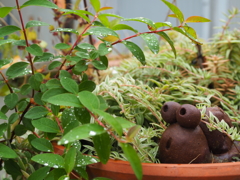 雨だぁ〜